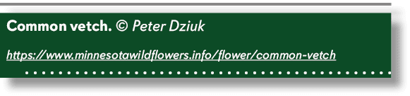 Common vetch. © Peter Dziuk https://www.minnesotawildflowers.info/flower/common vetch 