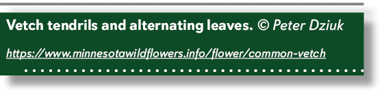 Vetch tendrils and alternating leaves. © Peter Dziuk https://www.minnesotawildflowers.info/flower/common vetch 
