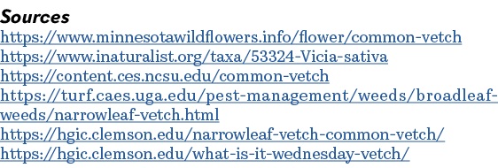Sources https://www.minnesotawildflowers.info/flower/common vetch https://www.inaturalist.org/taxa/53324 Vicia sativa...