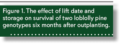 Figure 1. The effect of lift date and storage on survival of two loblolly pine genotypes six months after outplanting. 
