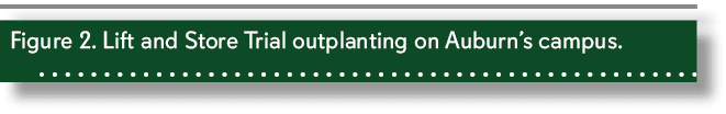 Figure 2. Lift and Store Trial outplanting on Auburn’s campus. 