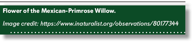 Flower of the Mexican Primrose Willow. Image credit: https://www.inaturalist.org/observations/80177344 