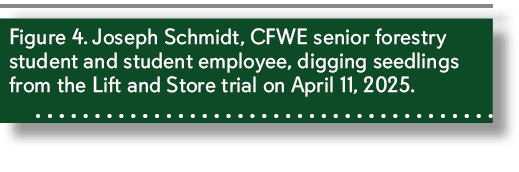 Figure 4. Joseph Schmidt, CFWE senior forestry student and student employee, digging seedlings from the Lift and Stor...