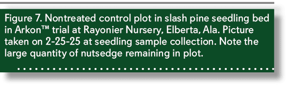 Figure 7. Nontreated control plot in slash pine seedling bed in Arkon™ trial at Rayonier Nursery, Elberta, Ala. Pictu...
