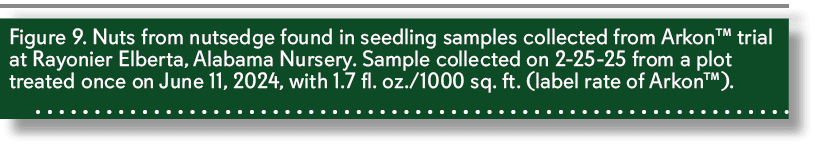 Figure 9. Nuts from nutsedge found in seedling samples collected from Arkon™ trial at Rayonier Elberta, Alabama Nurse...