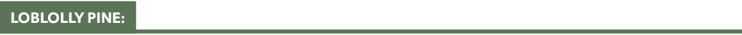 LOBLOLLY PINE