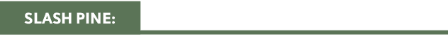 SLASH PINE