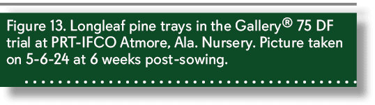 Figure 13. Longleaf pine trays in the Gallery® 75 DF trial at PRT IFCO Atmore, Ala. Nursery. Picture taken on 5 6 24 ...