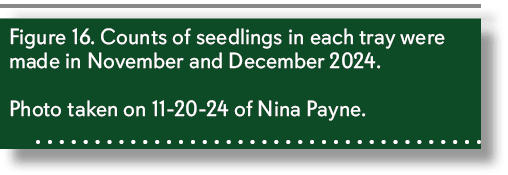 Figure 16. Counts of seedlings in each tray were made in November and December 2024. Photo taken on 11 20 24 of Nina ...