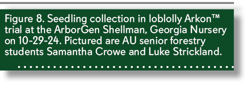 Figure 8. Seedling collection in loblolly Arkon™ trial at the ArborGen Shellman, Georgia Nursery on 10 29 24. Picture...