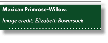 Mexican Primrose Willow. Image credit: Elizabeth Bowersock 