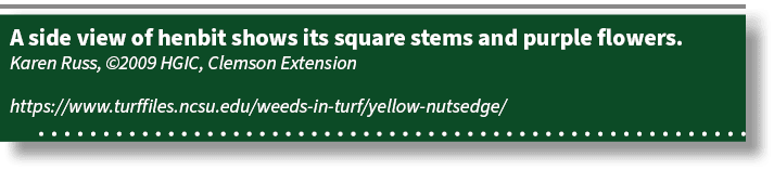 A side view of henbit shows its square stems and purple flowers. Karen Russ, ©2009 HGIC, Clemson Extension https://ww...