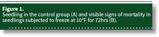 Figure 1. Seedling in the control group (A) and visible signs of mortality in seedlings subjected to freeze at 10°F f...