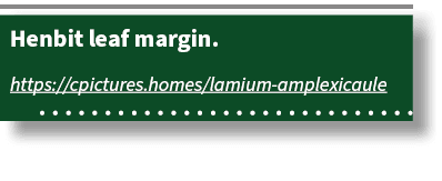 Henbit leaf margin. https://cpictures.homes/lamium amplexicaule 