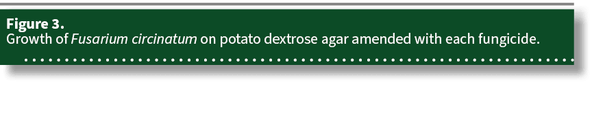 Figure 3. Growth of Fusarium circinatum on potato dextrose agar amended with each fungicide. 