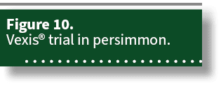 Figure 10. Vexis® trial in persimmon. 