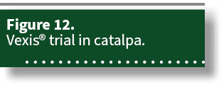 Figure 12. Vexis® trial in catalpa. 