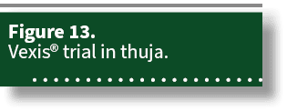 Figure 13. Vexis® trial in thuja. 