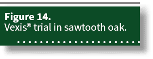 Figure 14. Vexis® trial in sawtooth oak. 