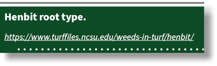 Henbit root type. https://www.turffiles.ncsu.edu/weeds in turf/henbit/ 