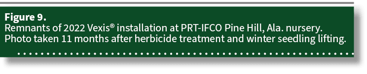 Figure 9. Remnants of 2022 Vexis® installation at PRT IFCO Pine Hill, Ala. nursery. Photo taken 11 months after herbi...