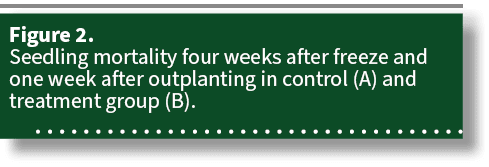 Figure 2. Seedling mortality four weeks after freeze and one week after outplanting in control (A) and treatment grou...