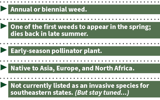 ▶ Annual or biennial weed. ▶ One of the first weeds to appear in the spring; dies back in late summer. ▶ Early season...