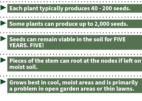 ▶ Each plant typically produces 40 200 seeds. ▶ Some plants can produce up to 2,000 seeds. ▶ Seeds can remain viable ...