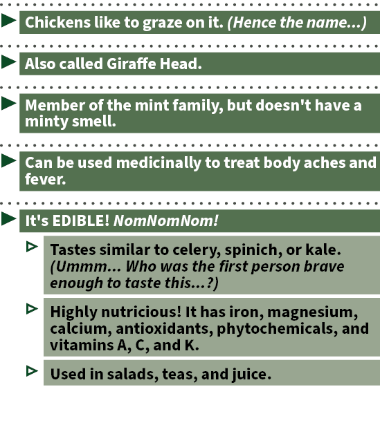 ▶ Chickens like to graze on it. (Hence the name...) ▶ Also called Giraffe Head. ▶ Member of the mint family, but does...