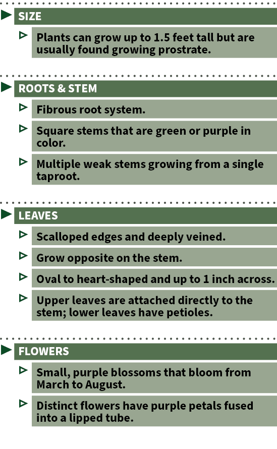 ▶ SIZE ▷ Plants can grow up to 1.5 feet tall but are usually found growing prostrate. ▶ ROOTS & STEM ▷ Fibrous root s...