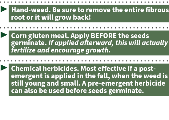 ▶ Hand weed. Be sure to remove the entire fibrous root or it will grow back! ▶ Corn gluten meal. Apply BEFORE the see...