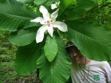 hansen_magnolia