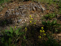 ketona glades and limestone outcrops