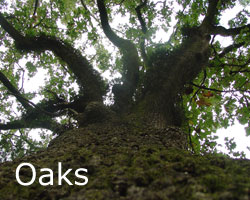 oaks