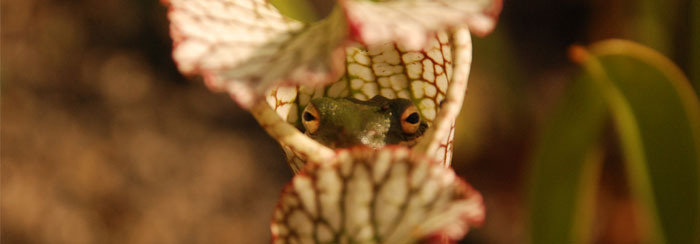 pitcher plants