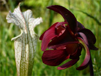 pitcher plant bog