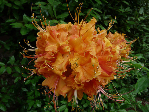 Auburn Azaleas