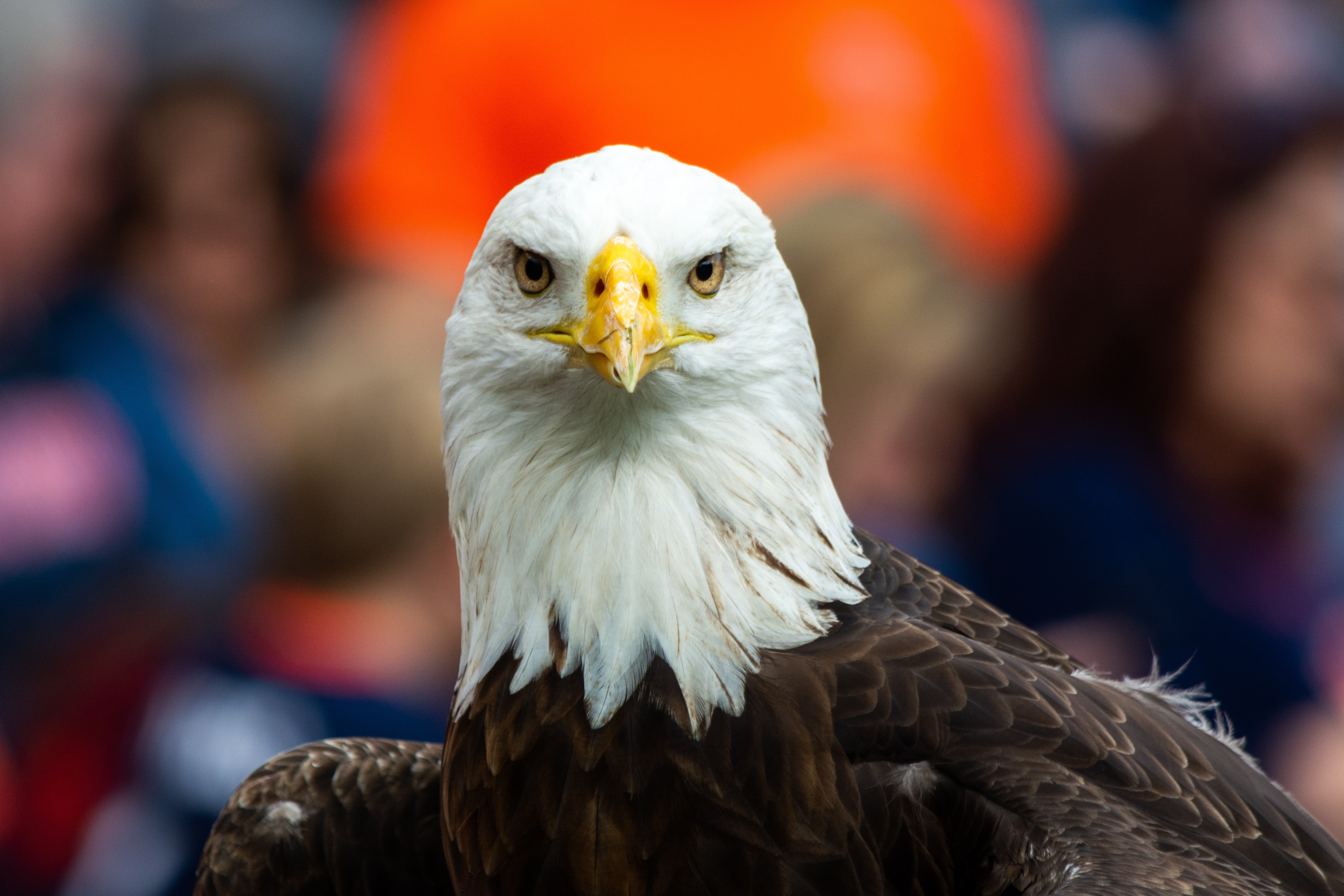 Bald Eagle 