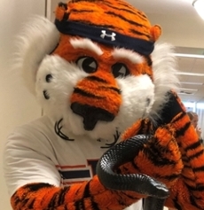 Aubie with an indigo snake