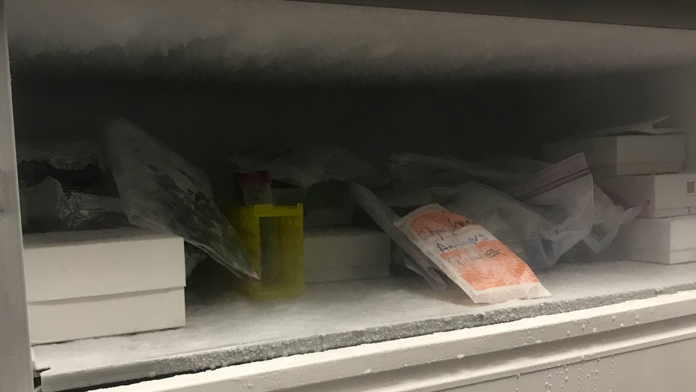 Decoding the Toomers Oaks - Freezer
