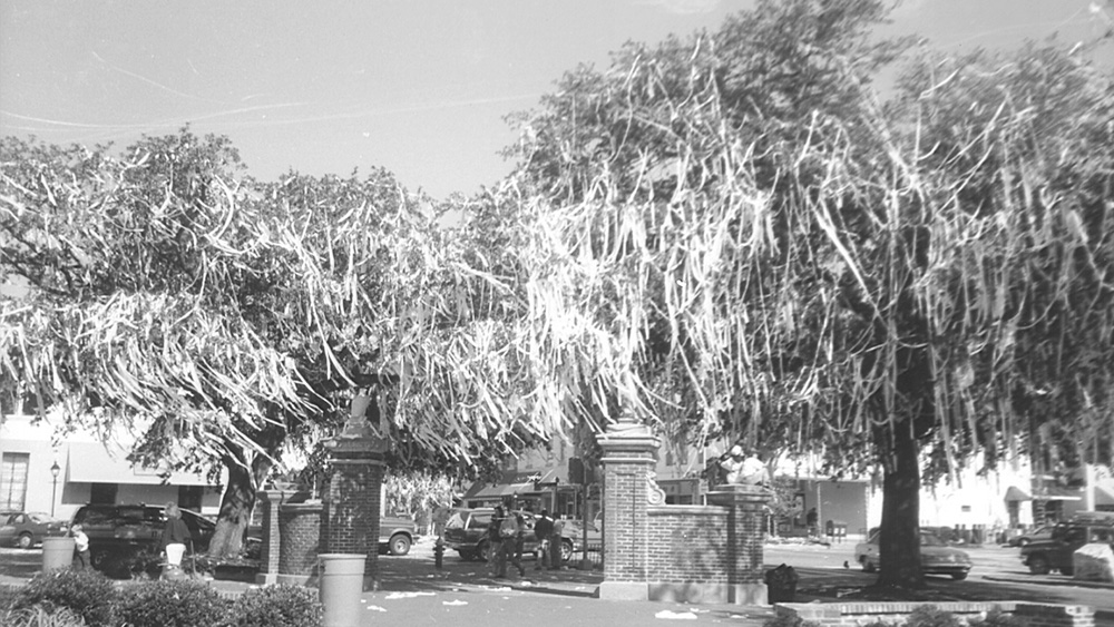 A black and white photo of the original oaks in 1995.