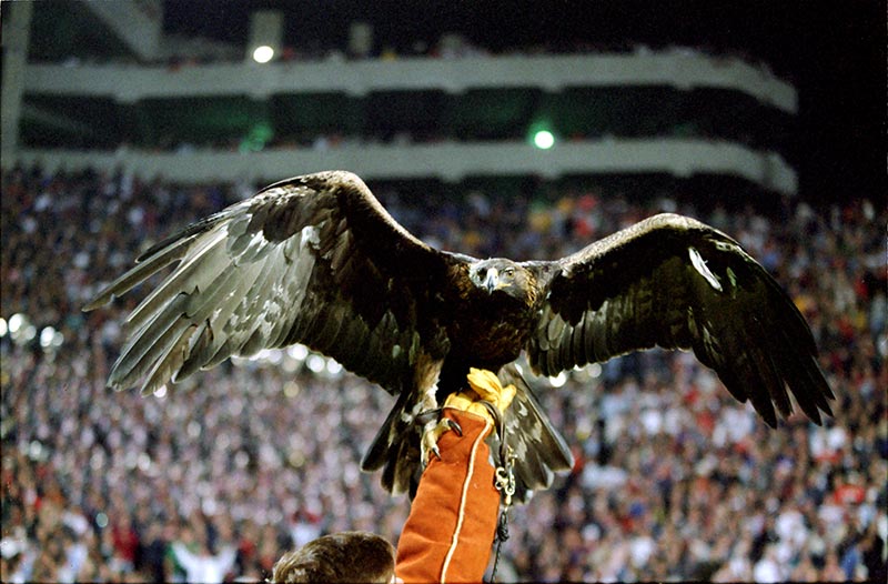 An eagle spreads its wings while sitting on a person's arm
