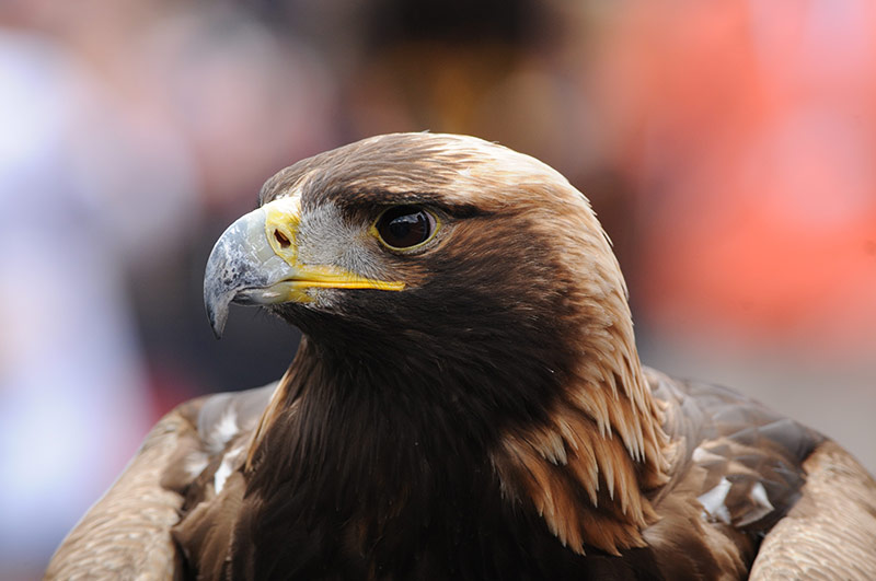 An eagle looks around