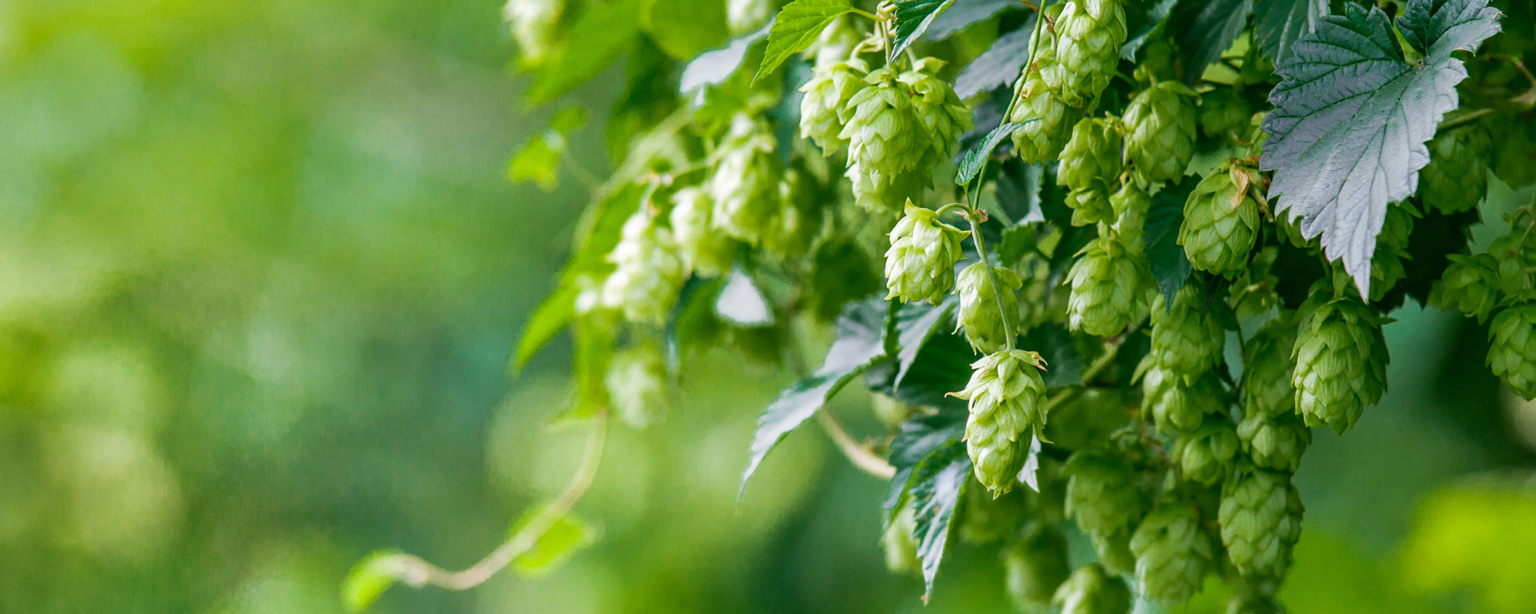 Photo of ripe hops. 