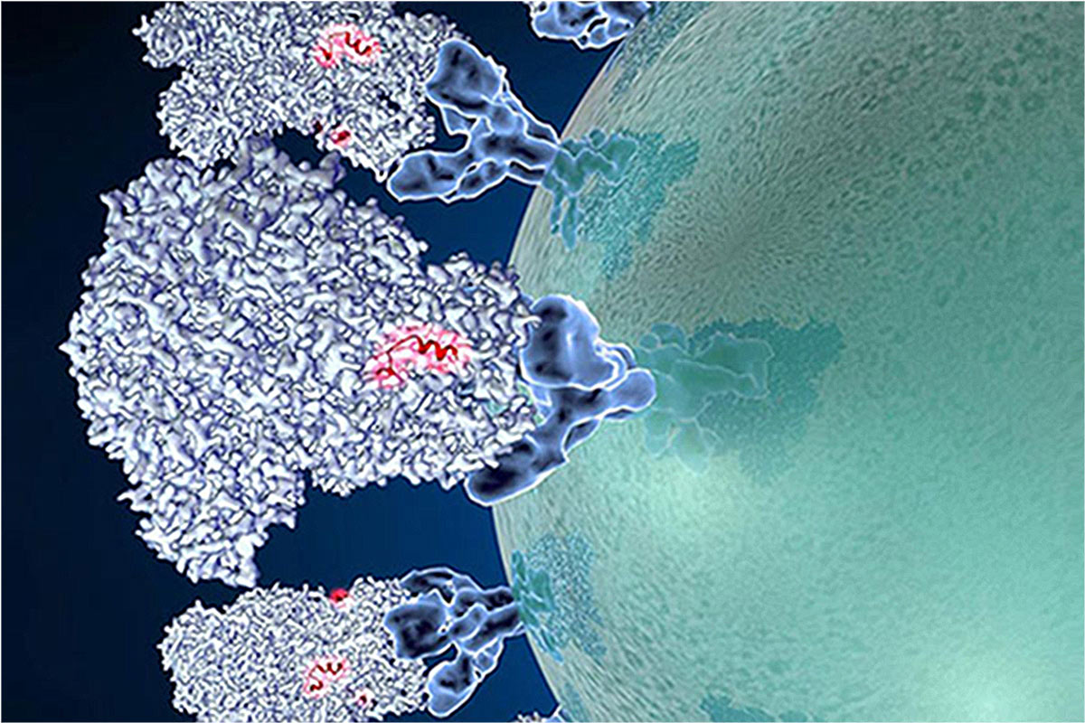 Computer-generated image of a virus