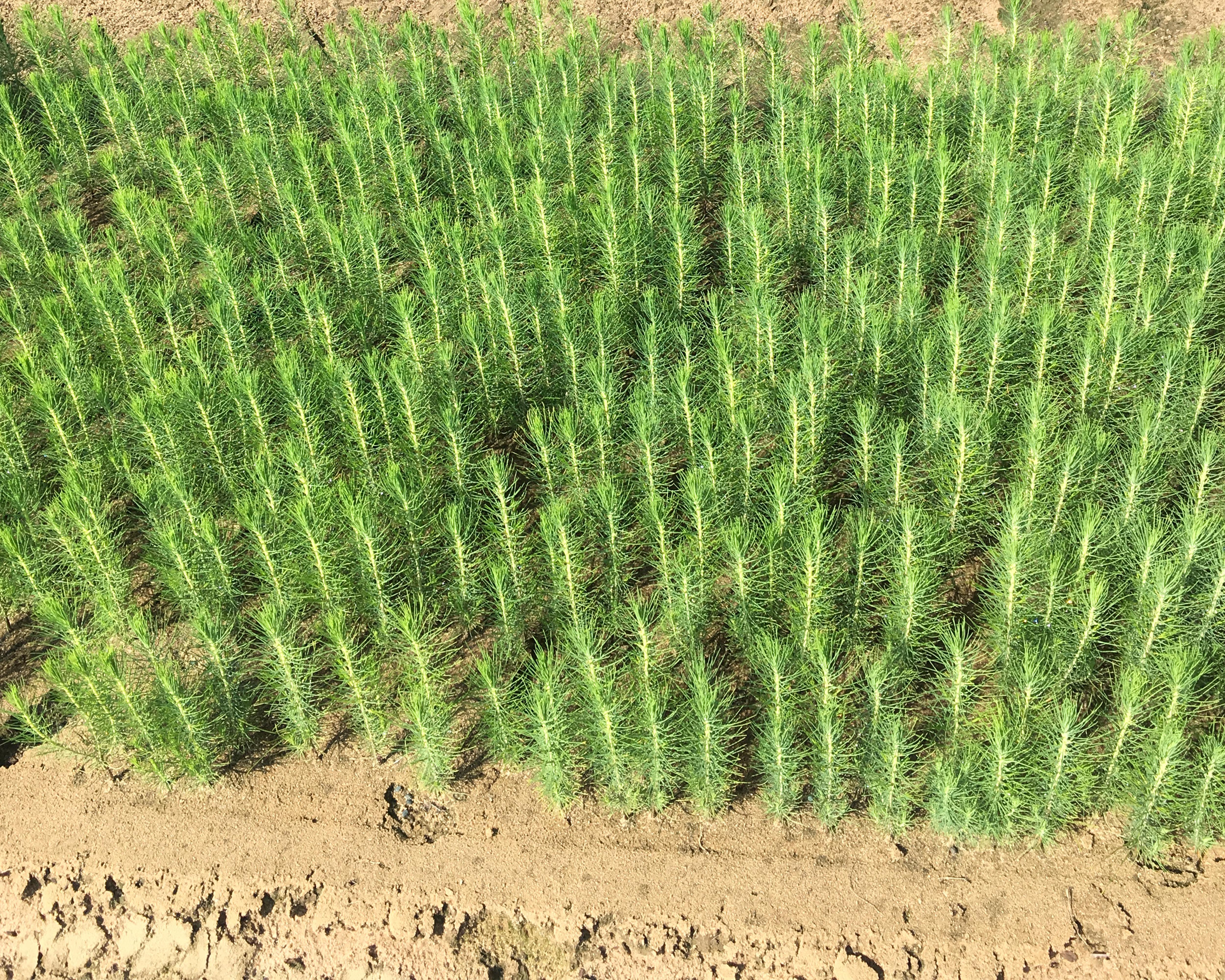 Nursery Cooperative member nurseries grow approximately 83% of all trees grown for reforestation in the Southern United States.