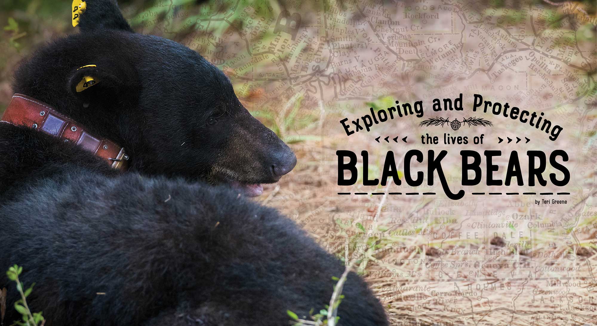 A black bear sits on the ground