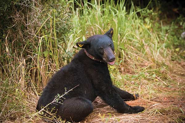 A bear sits in the grass