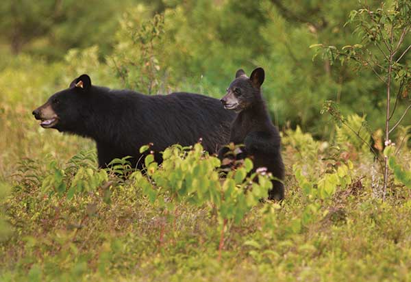 A bear and a bear cub stand in tall grass