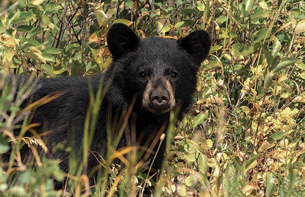 A bear looks to be staring into the camera taking its picture